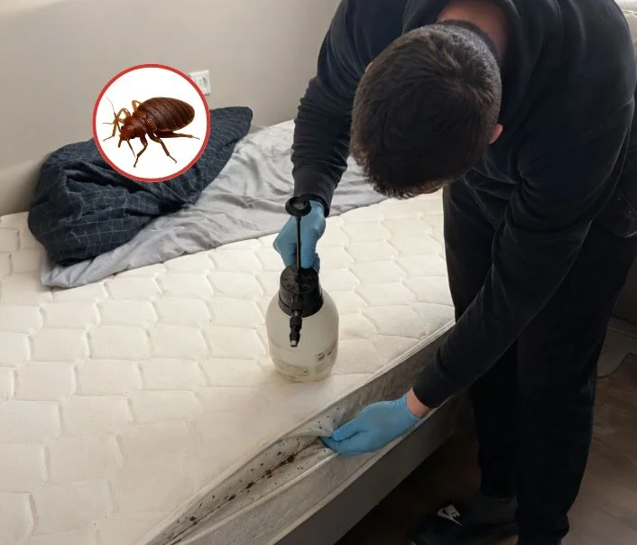 Technicien traitant un matelas contre les punaises de lit à Ermont